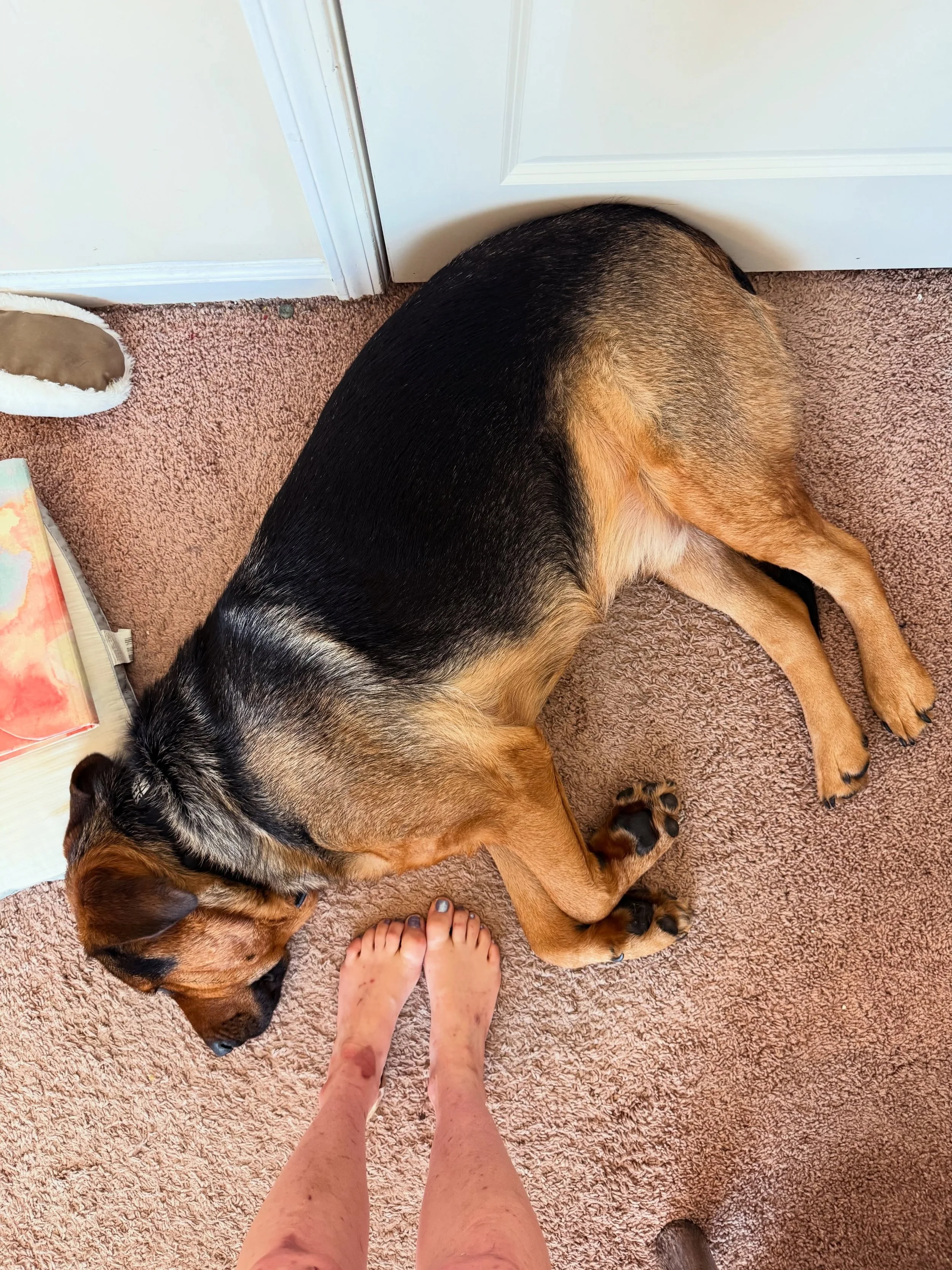 New polish, the sleepy fat boy in my art studio with me, and a new backup account at @itsbarefootem &mdash; go follow in case something happens to this one? 
I'd miissssss you. Xx

😘

#barefoot #feetup #toes #soles #feet