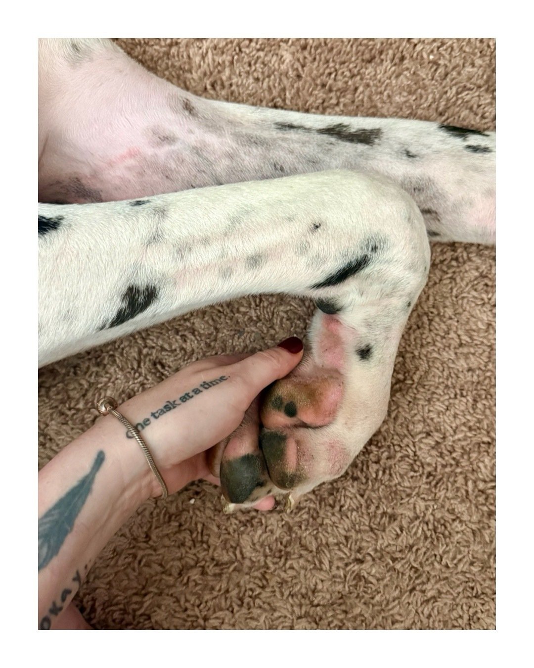 Be impressed. Do you like these feet?

I want everyone to agree that Gustav &ldquo;Goose Goose&rdquo; Mauro-Sanders is a sweet, handsome, massive, perfect monstera&mdash;deal?

#feet #paws #greatdane #greatdanepuppy #bigdogs