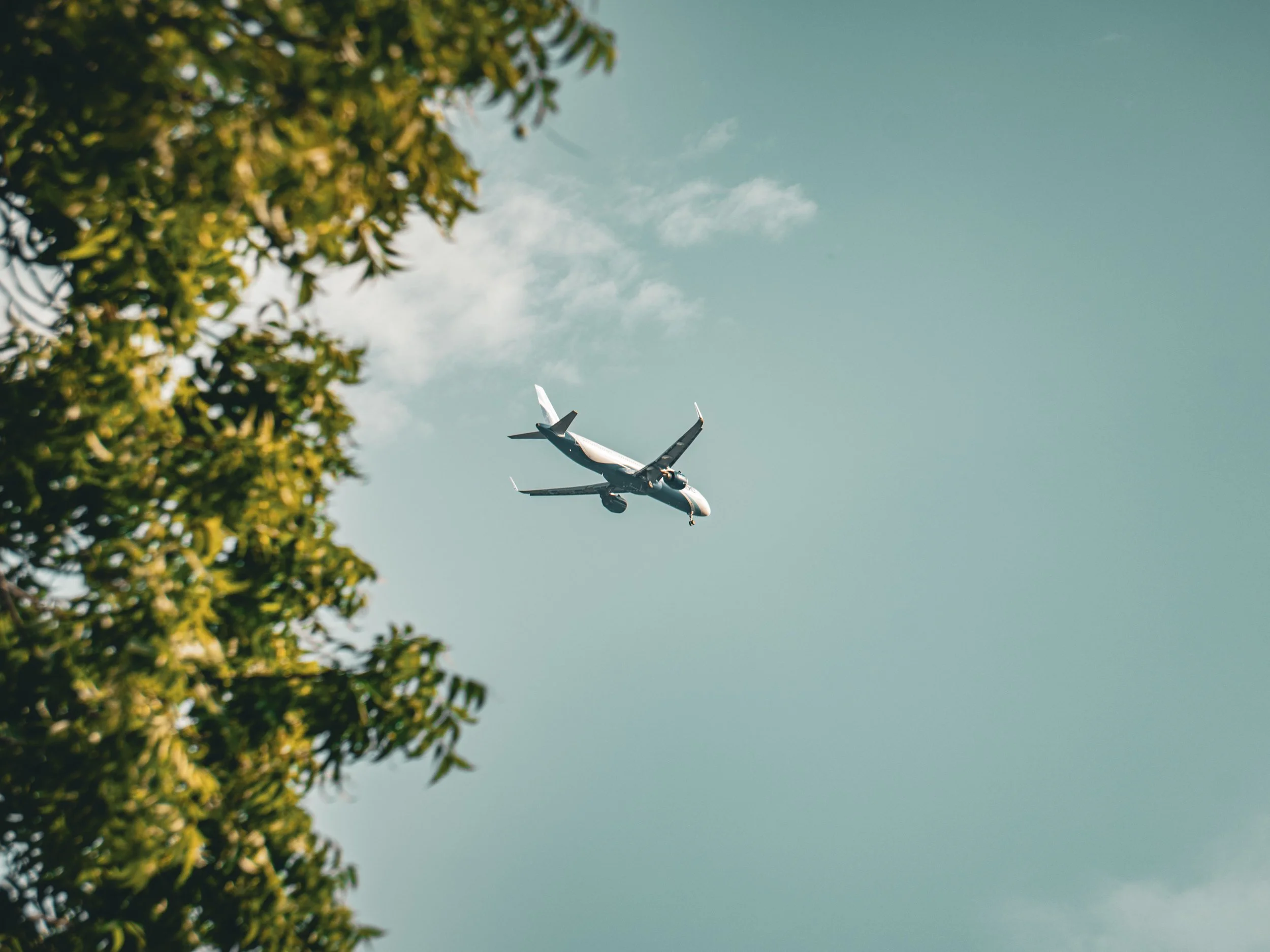 An airplane flying in a clear sky with some clouds, viewed from below near leafy tree branches.