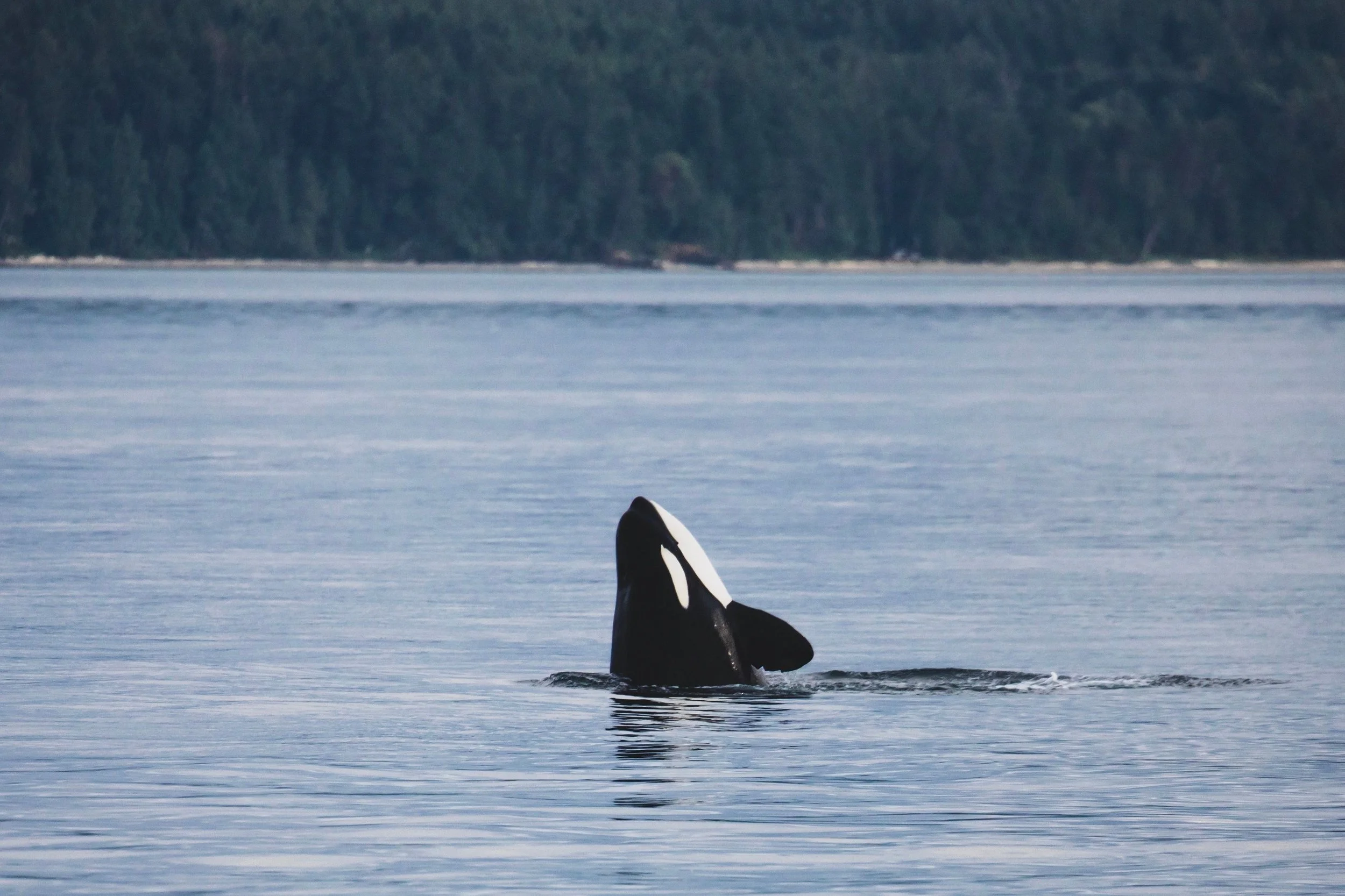 An orca whale breaches the surface of the water near a shoreline with forested land in the background.