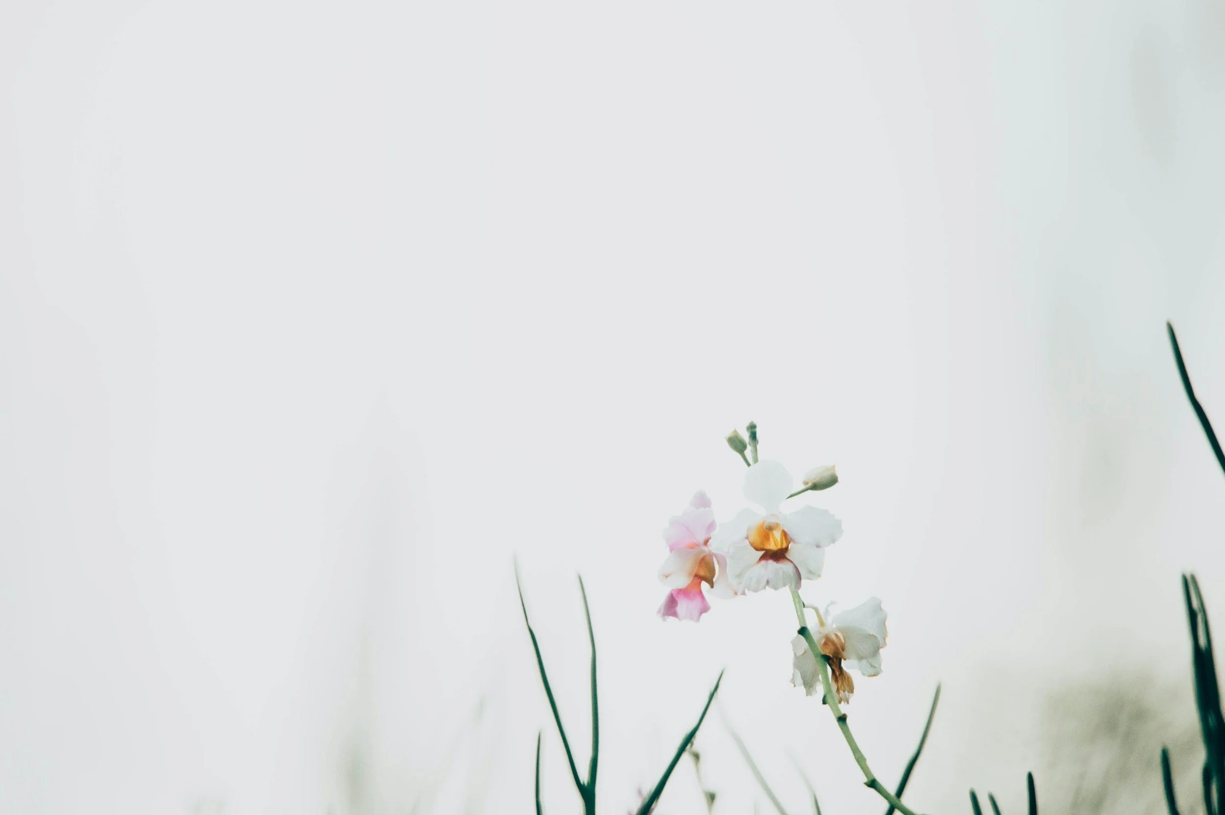 Close-up of a pale pink and white flower against a bright, overexposed background.