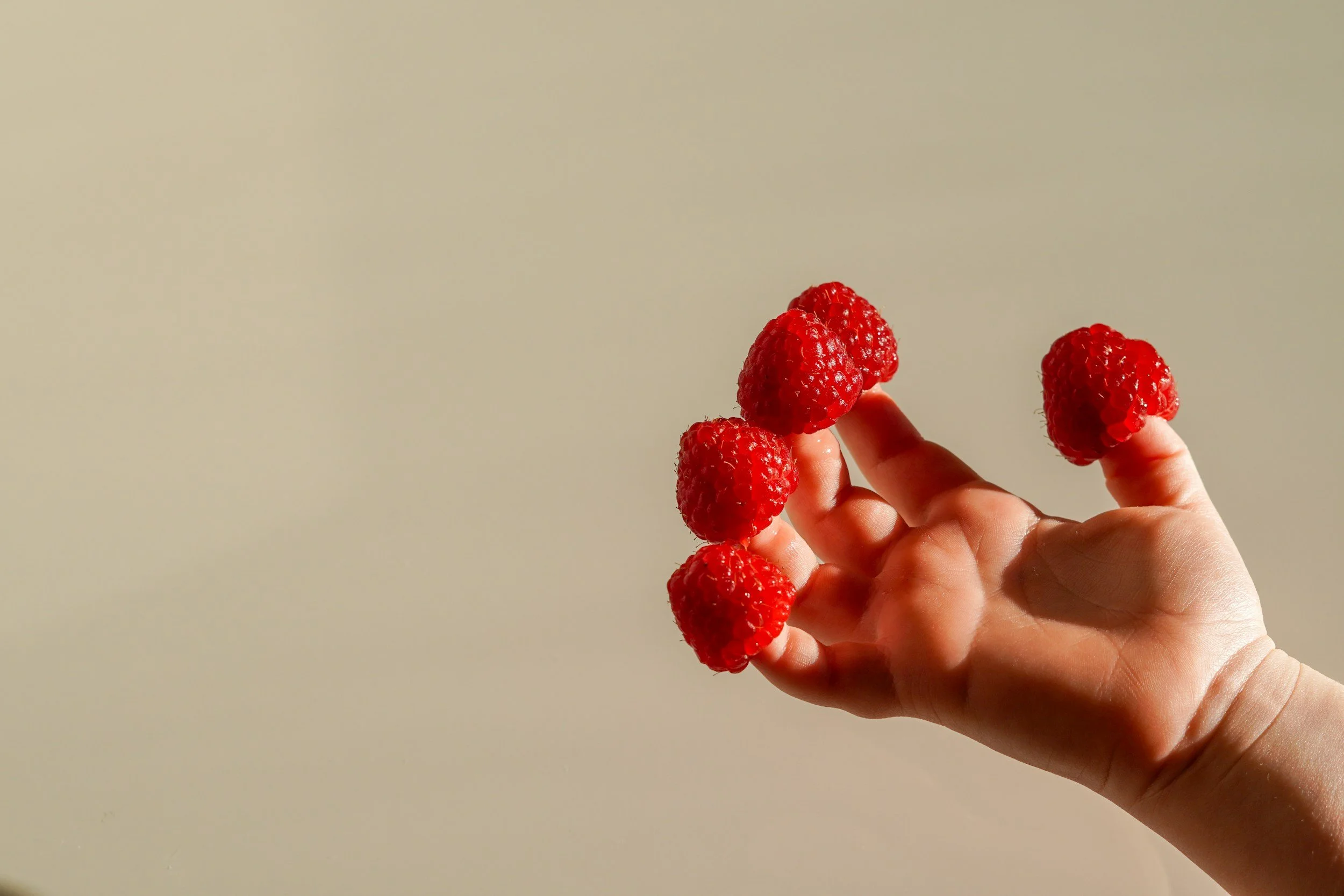 A hand holding several red raspberries against a plain, light-colored background.