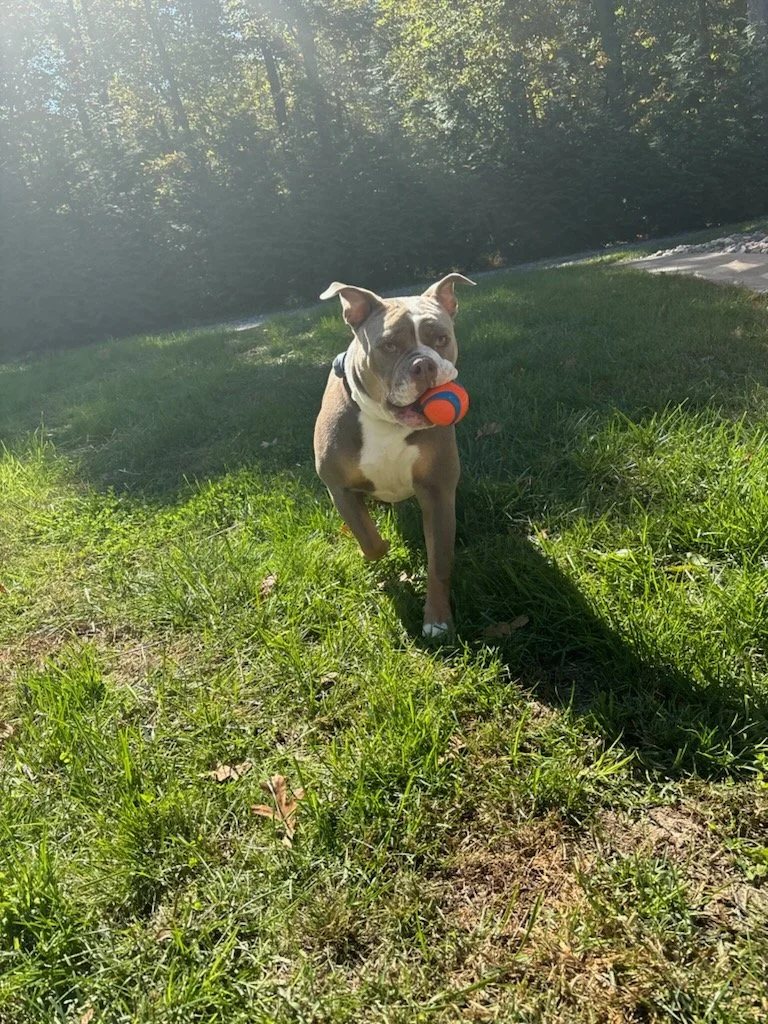 A dog running on grass carrying a small orange and blue ball in its mouth.