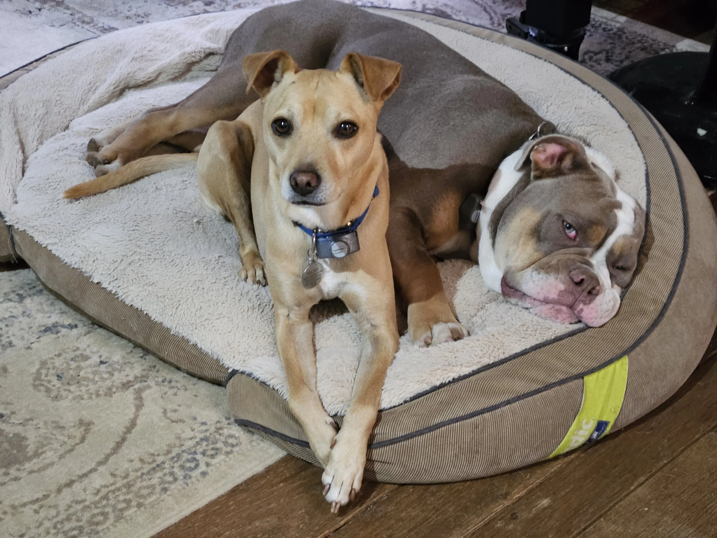 A tan dog with a black collar and name tag lying on a beige dog bed, with a white and gray bulldog resting beside it, on a carpeted floor.