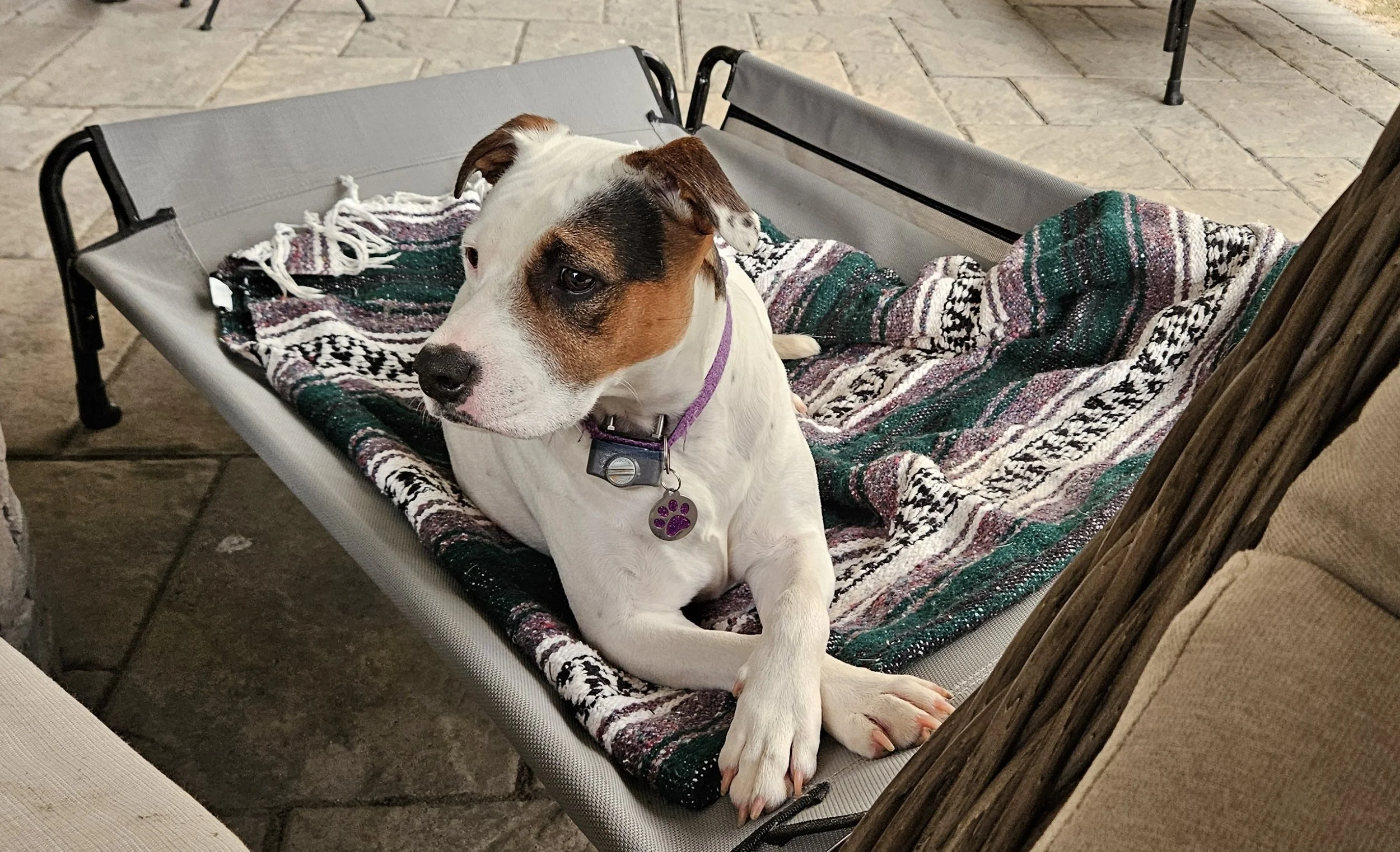 Small dog with a white and brown coat resting on a gray outdoor bench covered with a patterned blanket, on a stone patio.