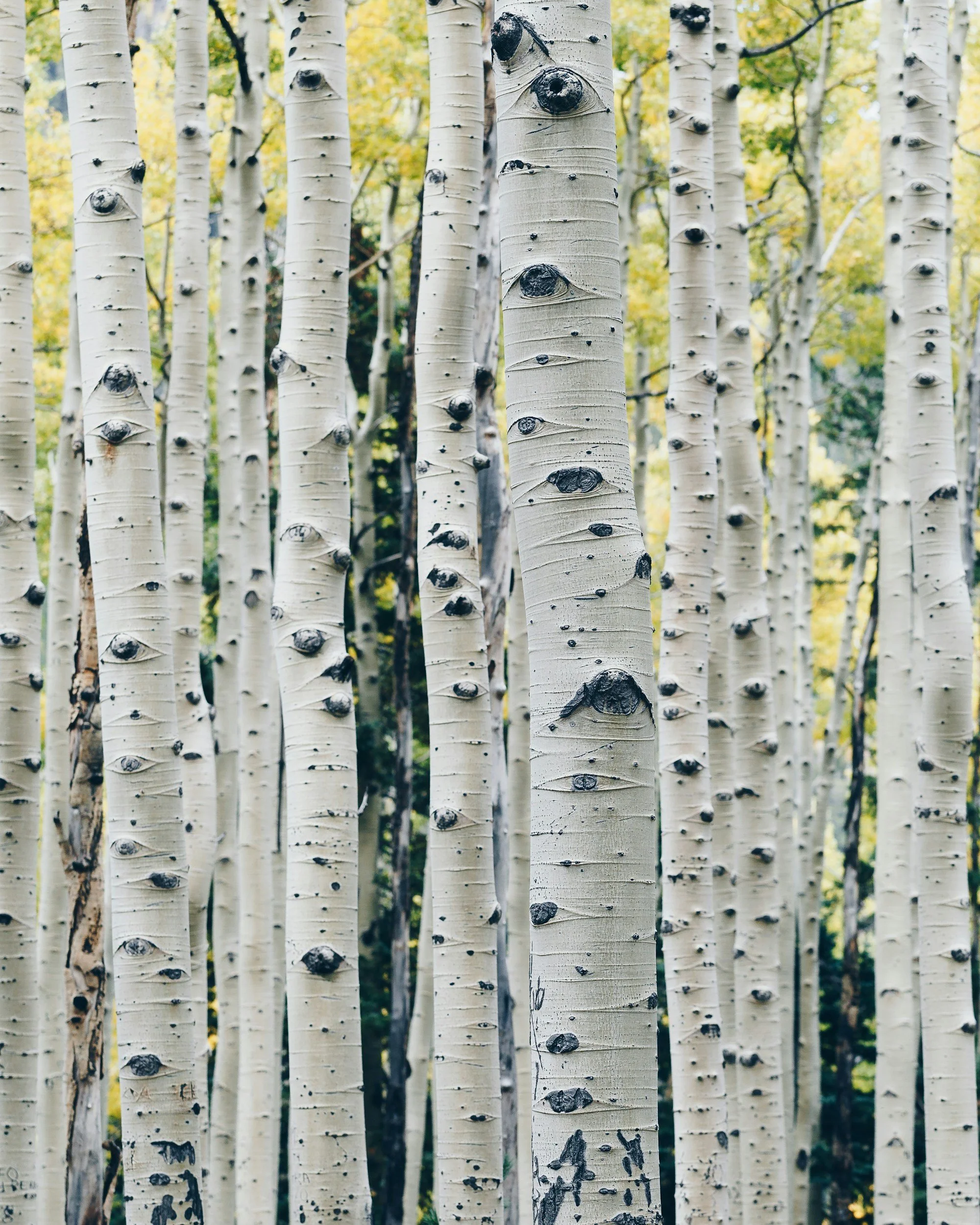 A forest of tall, white-barked aspen trees with black knots and patches, and yellow autumn leaves in the background.