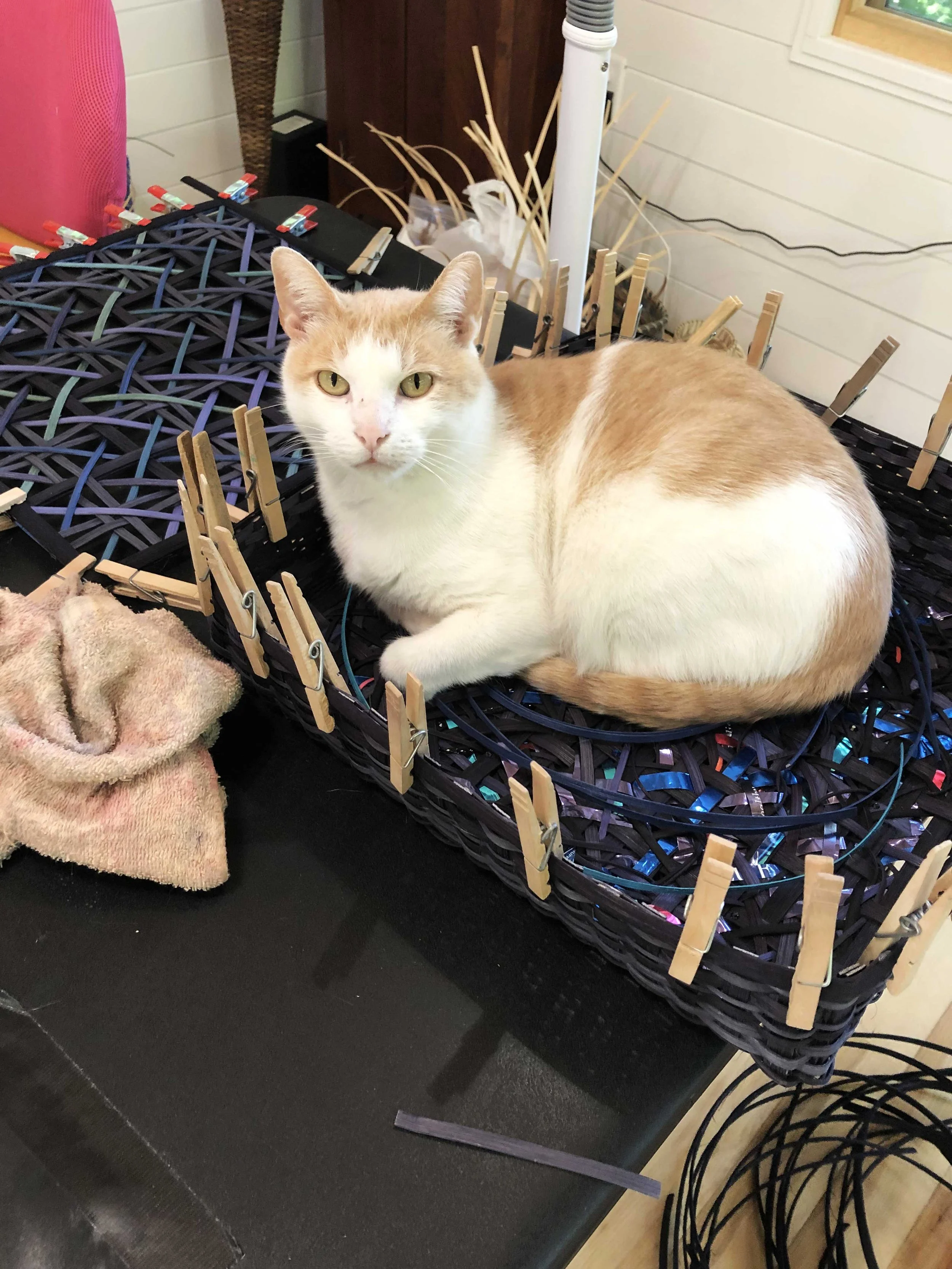 A ginger and white cat lying inside a black woven basket with clothespins attached along the sides. There is a beige towel and some electronic equipment nearby, with a white wall and window in the background.