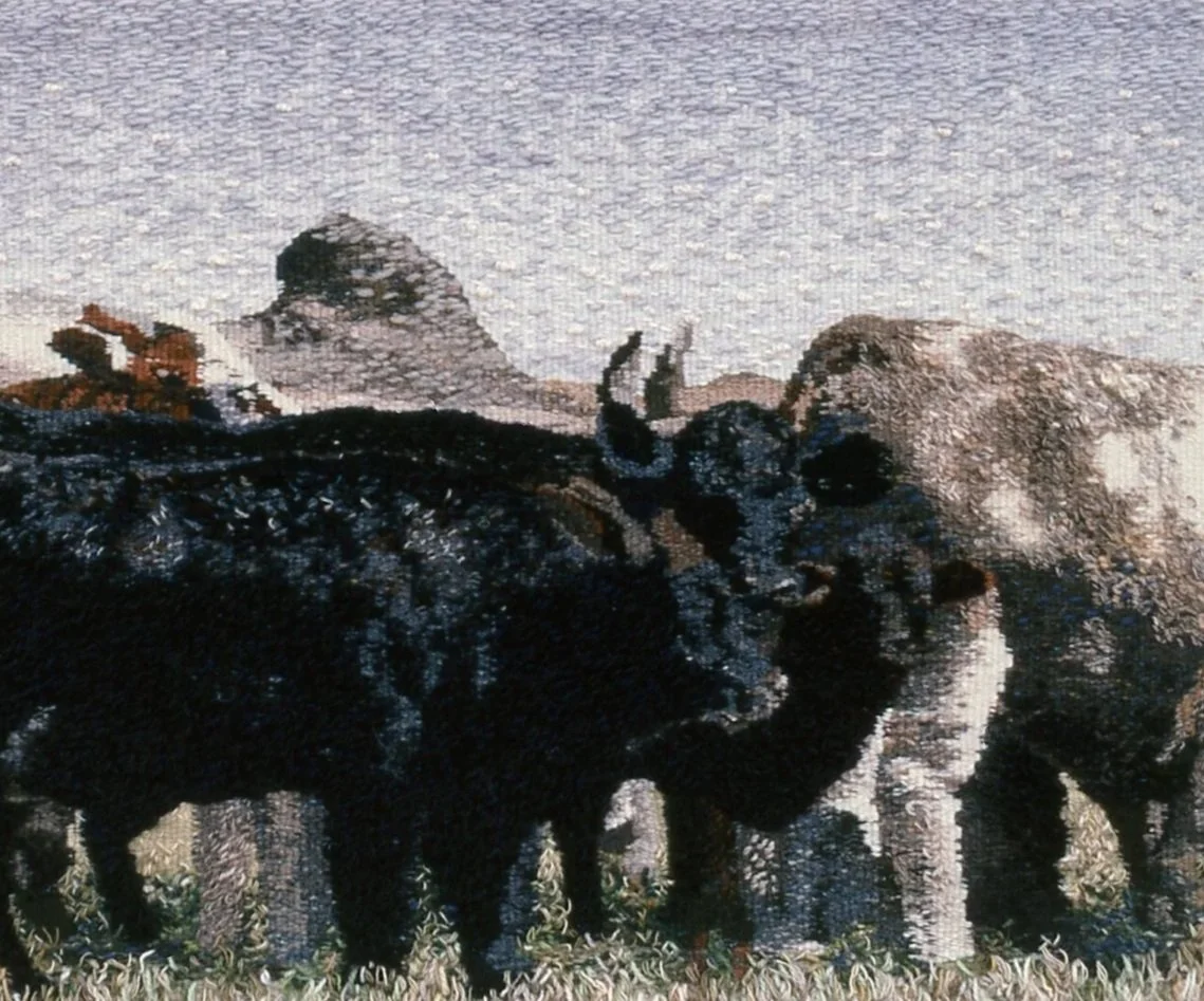 Park Road Landscape: Bovine Bathing Beauties