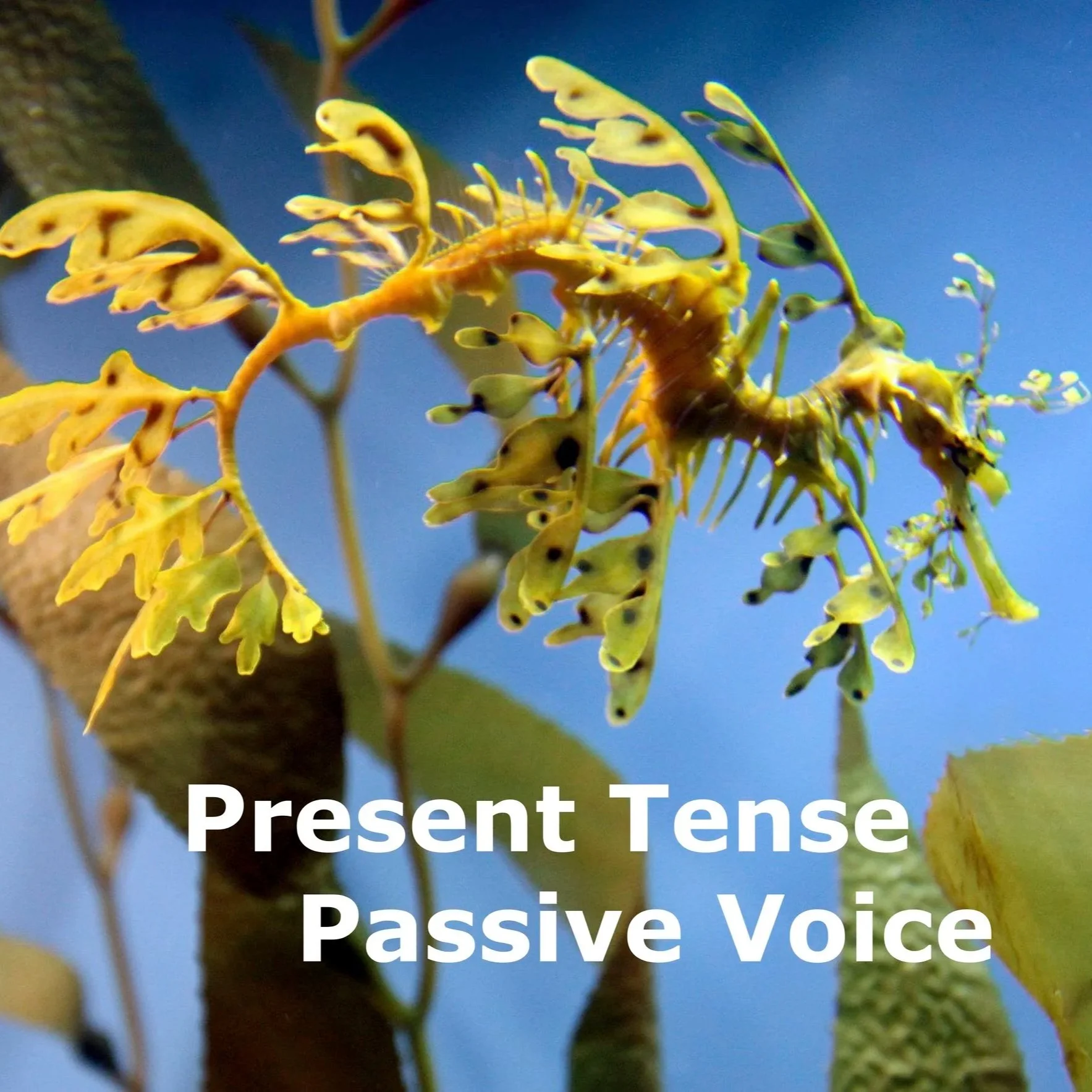 Present+Tense%2C+Passive+Voice+_+Web.jpg