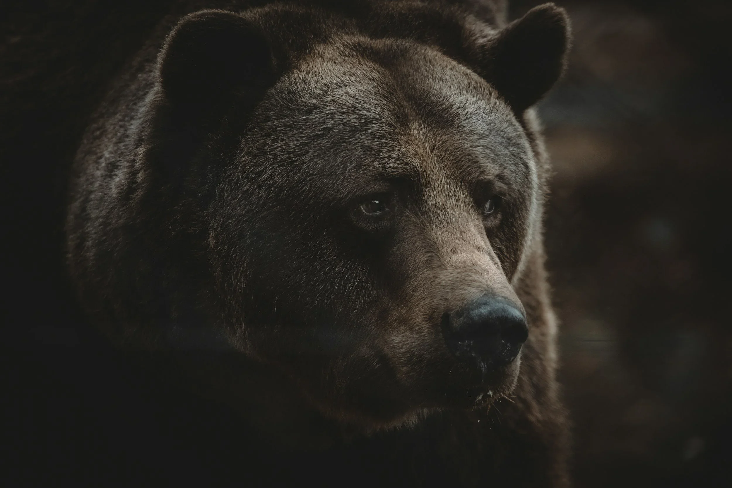 The Hidden Cost of the Grumpy Commanding Bear Boss