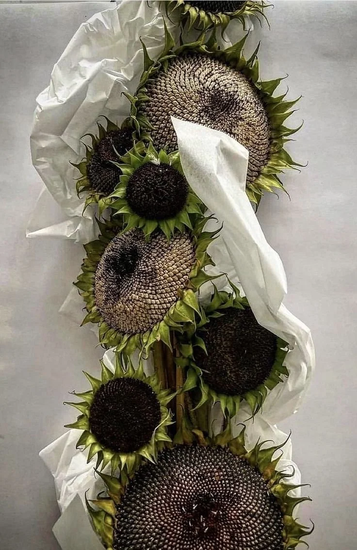Several large sunflowers with dark centers, some of which are dried and shriveled, wrapped in white paper or tissue on a light background.