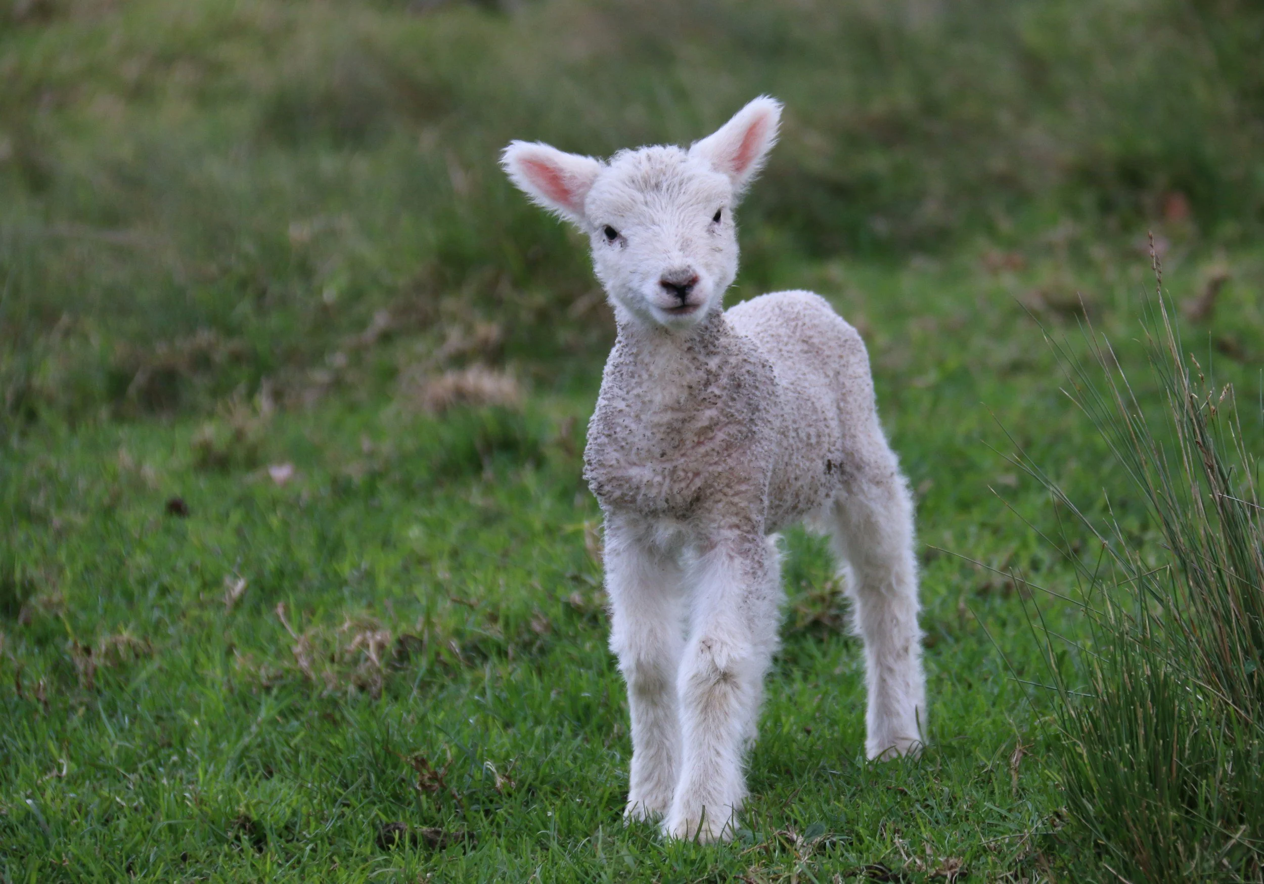 Young lamb standing on green grass with a blurred green background.