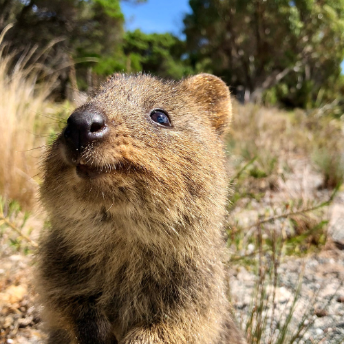 Close-up of a baby quokka with a grassy landscape and trees in the background.