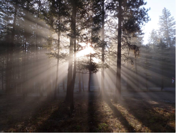 Madera Ranch Resort BC Sunlight filtering through tall trees in a forest, creating rays of light and long shadows on the ground.