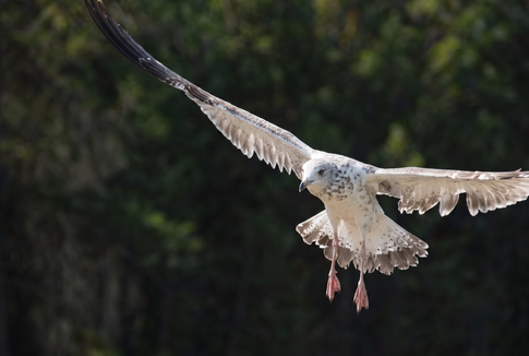 A bird in flight against a forested background.