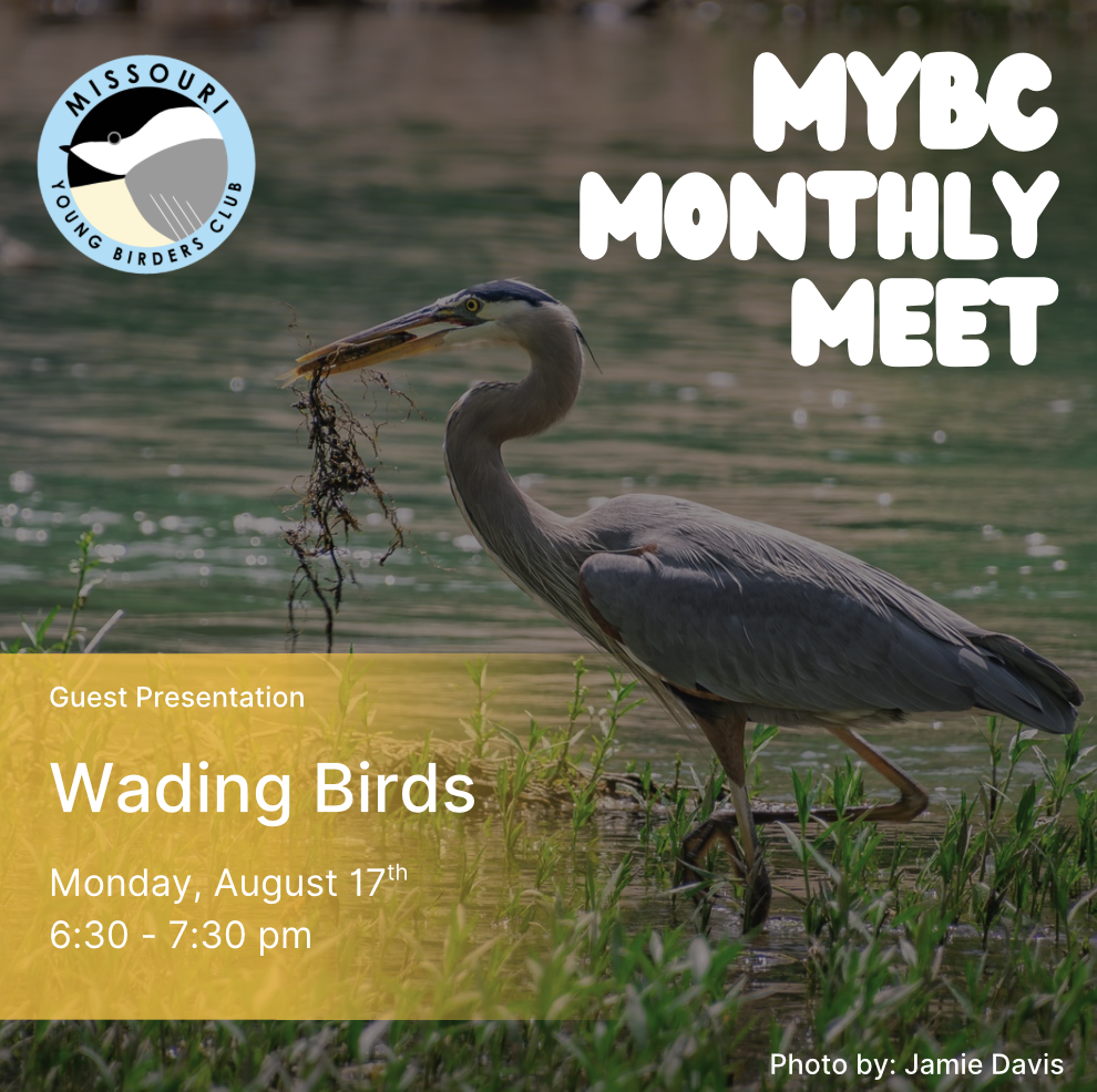 Missouri Young Birders Club Monthly Meeting