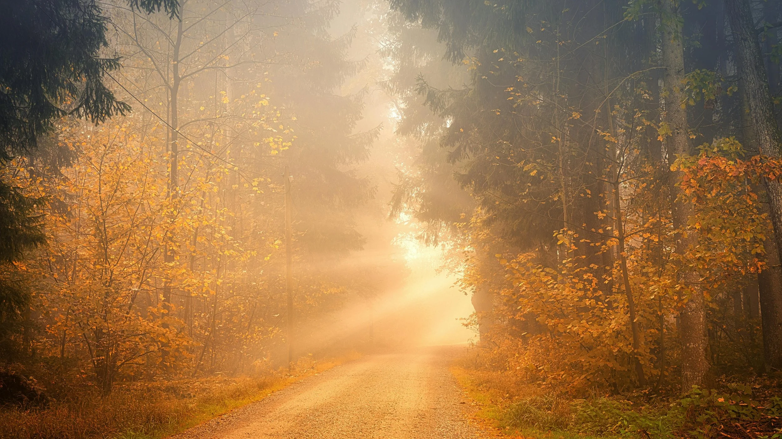 A forest scene with a dirt path covered with fallen autumn leaves, fog, trees with yellow and orange leaves, and soft sunlight filtering through the fog.