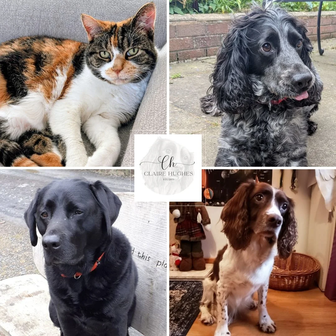 Collage of four pets: a calico cat lying on a gray couch, a black curly-haired dog outside on pavement, a black Labrador Retriever outside, and a brown and white Spaniel sitting indoors.