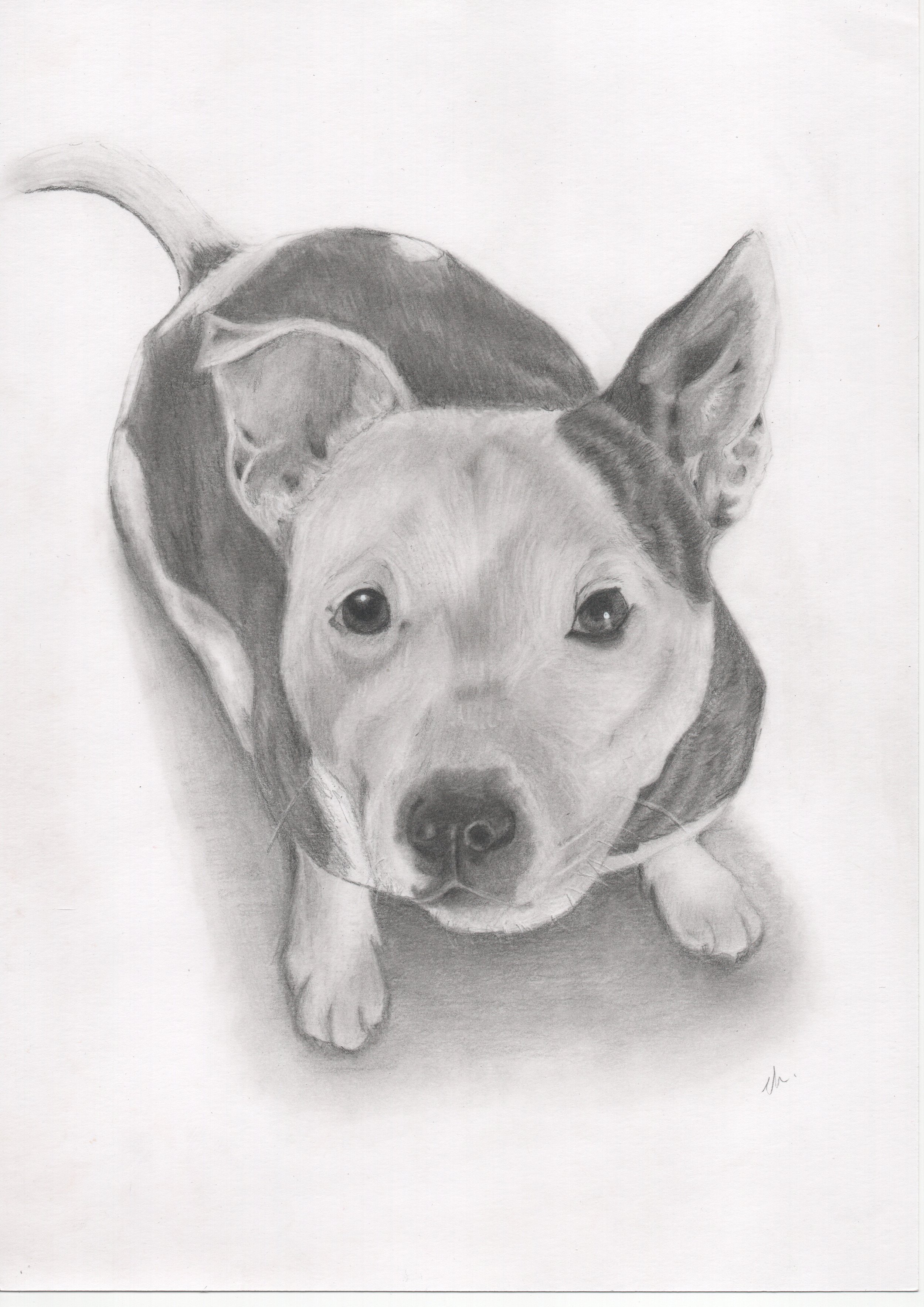 A detailed pencil sketch of a dog, showing its face, ears, and the back of its head. The dog appears to be a Beagle or similar breed, with expressive eyes and a soft fur texture.