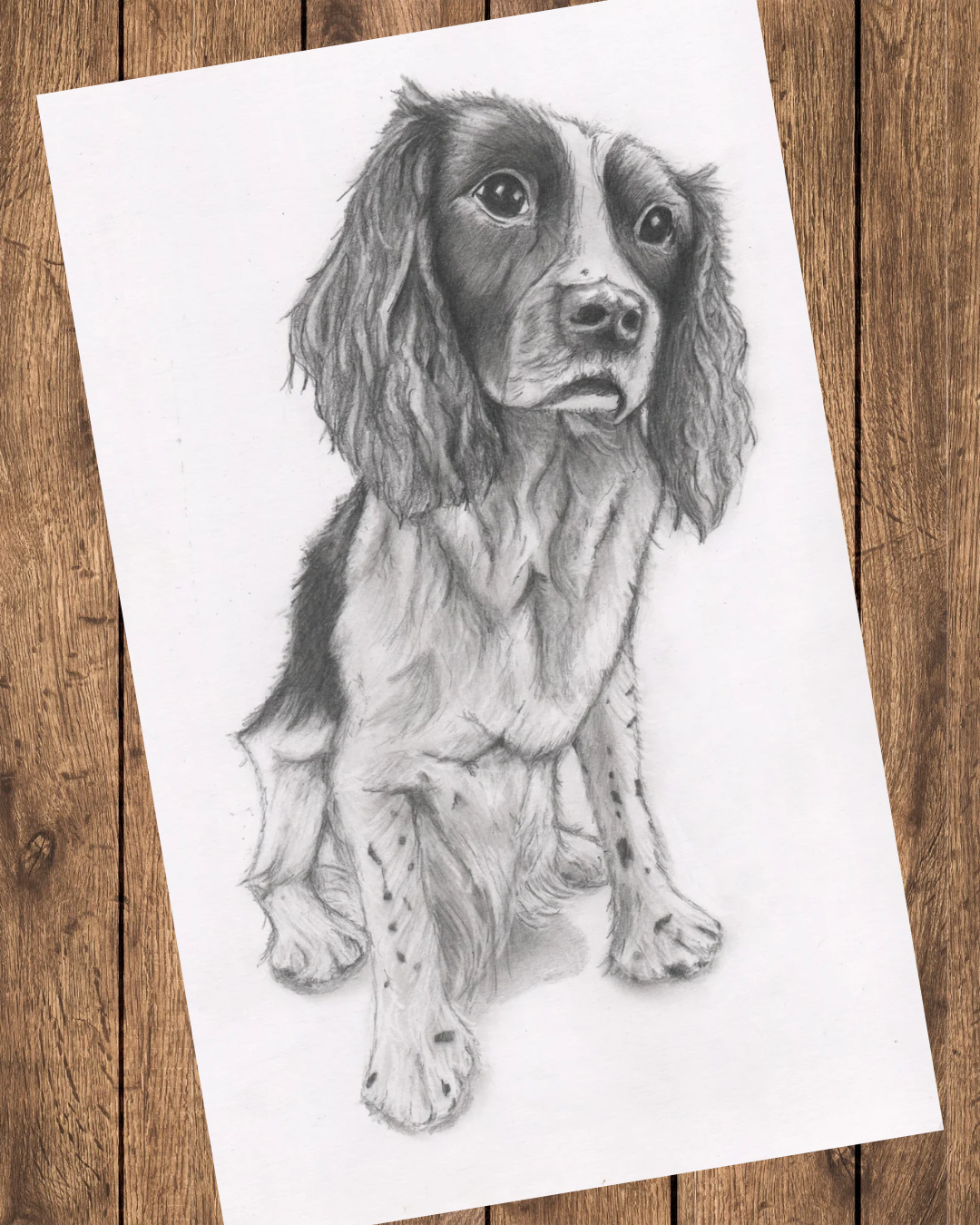 A detailed pencil drawing of a sad-looking dog, possibly a spaniel, sitting on a wooden floor.