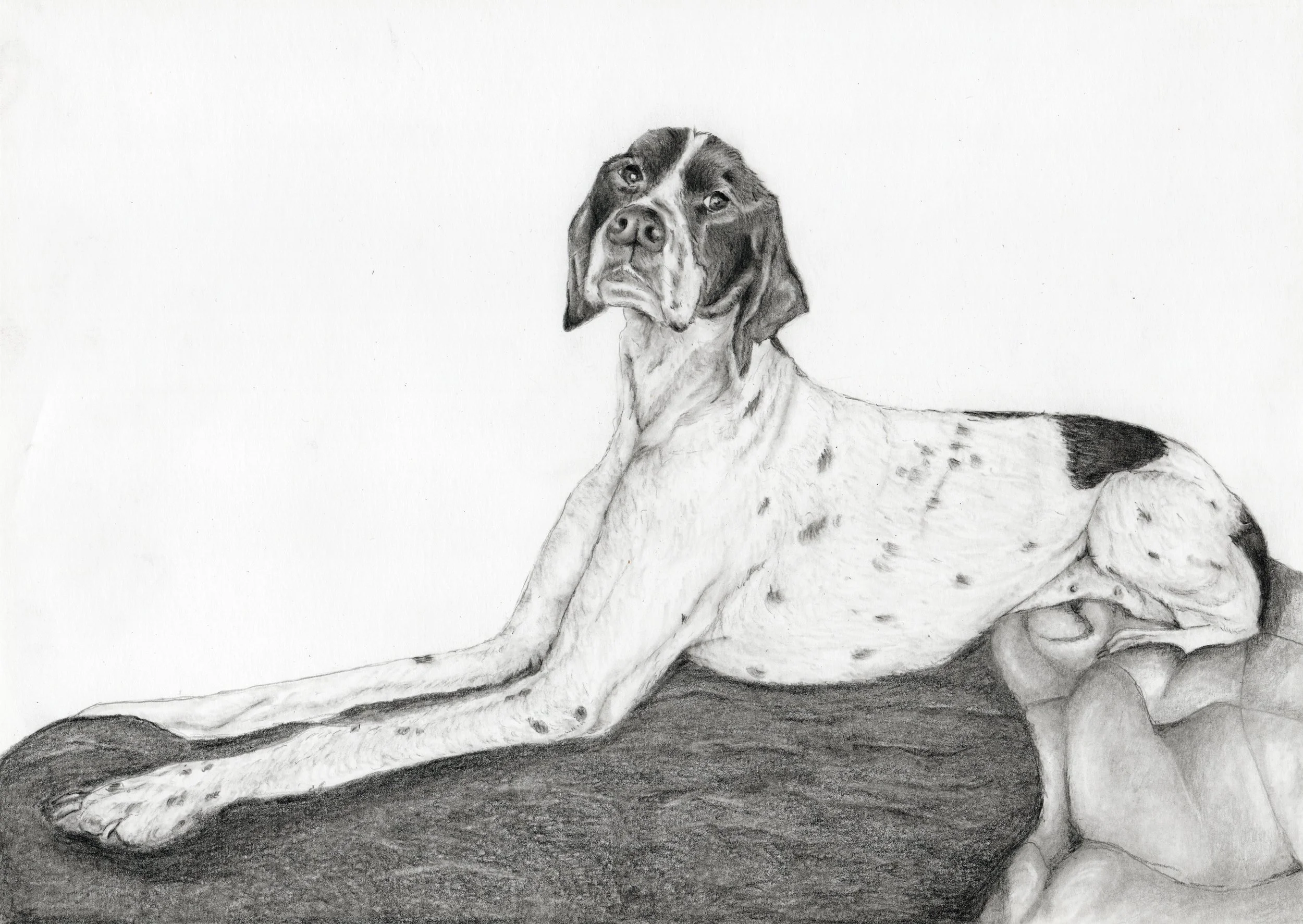 A detailed pencil drawing of a dog lying down with its head held high, featuring a black and white coat and a serious expression.