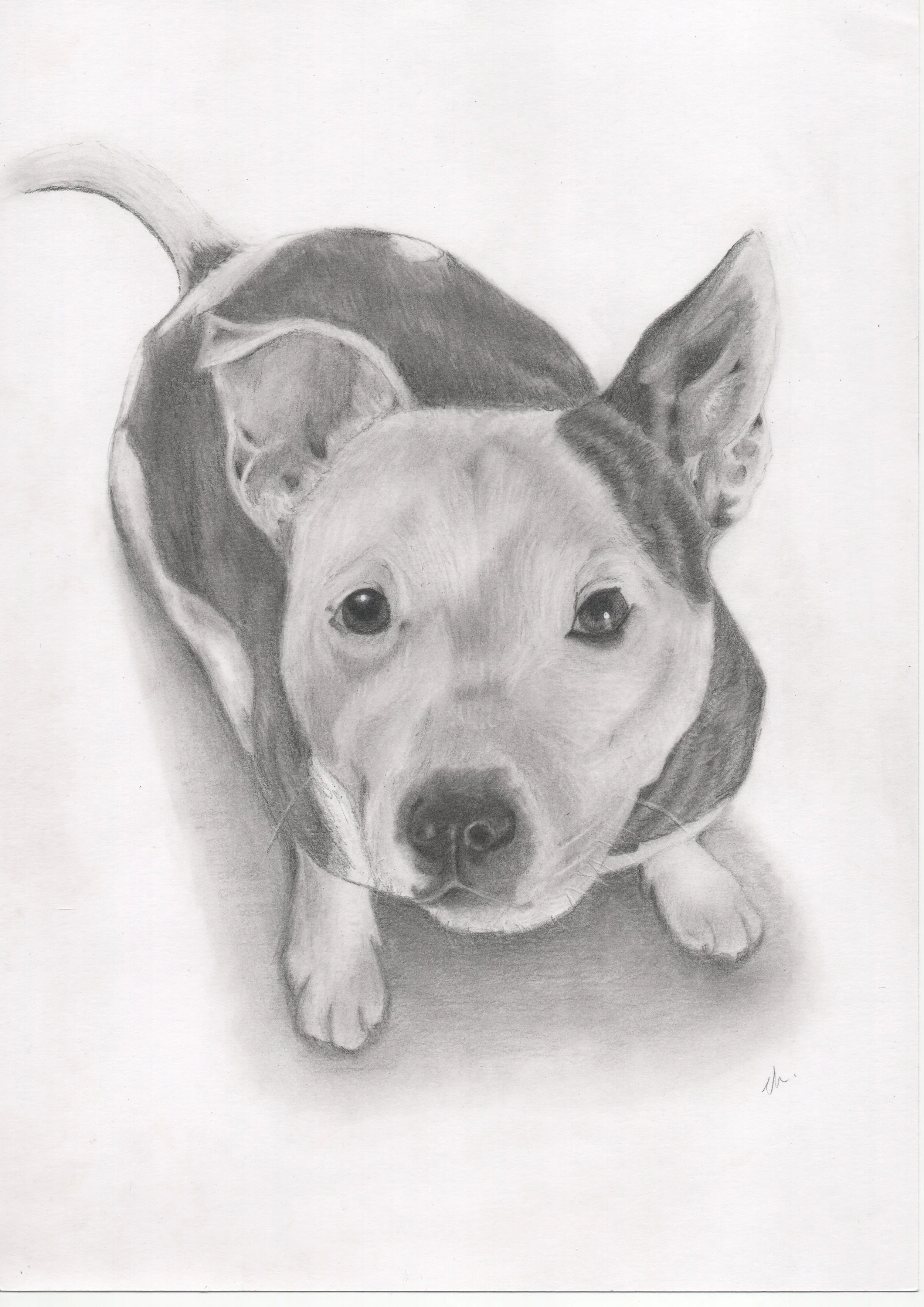 A realistic pencil drawing of a dog, focusing on the dog's face with detailed eyes, nose, and ears, with part of its body visible.