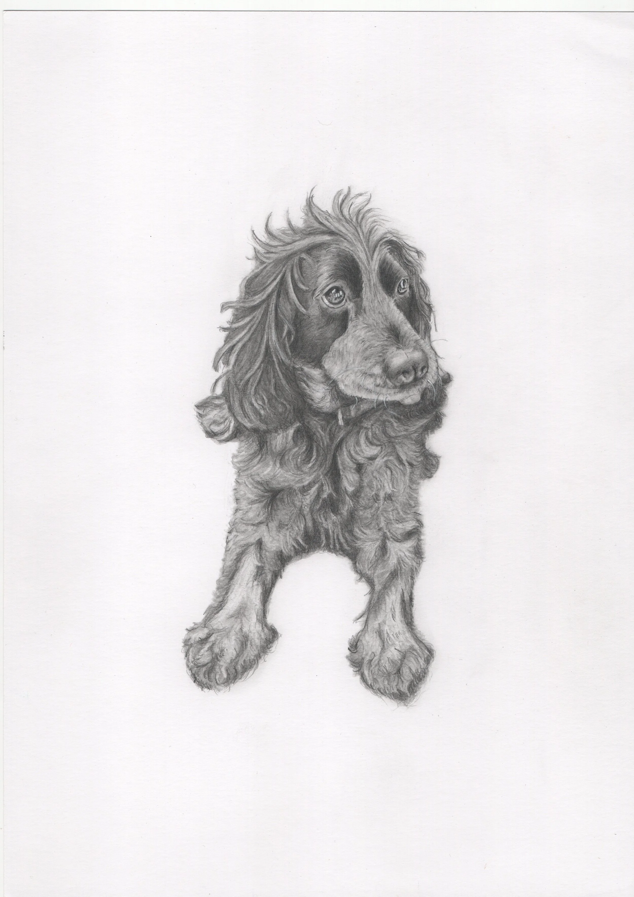 A detailed pencil drawing of a realistic dog, likely a Cocker Spaniel, with long, wavy fur and expressive eyes, positioned on a white background.