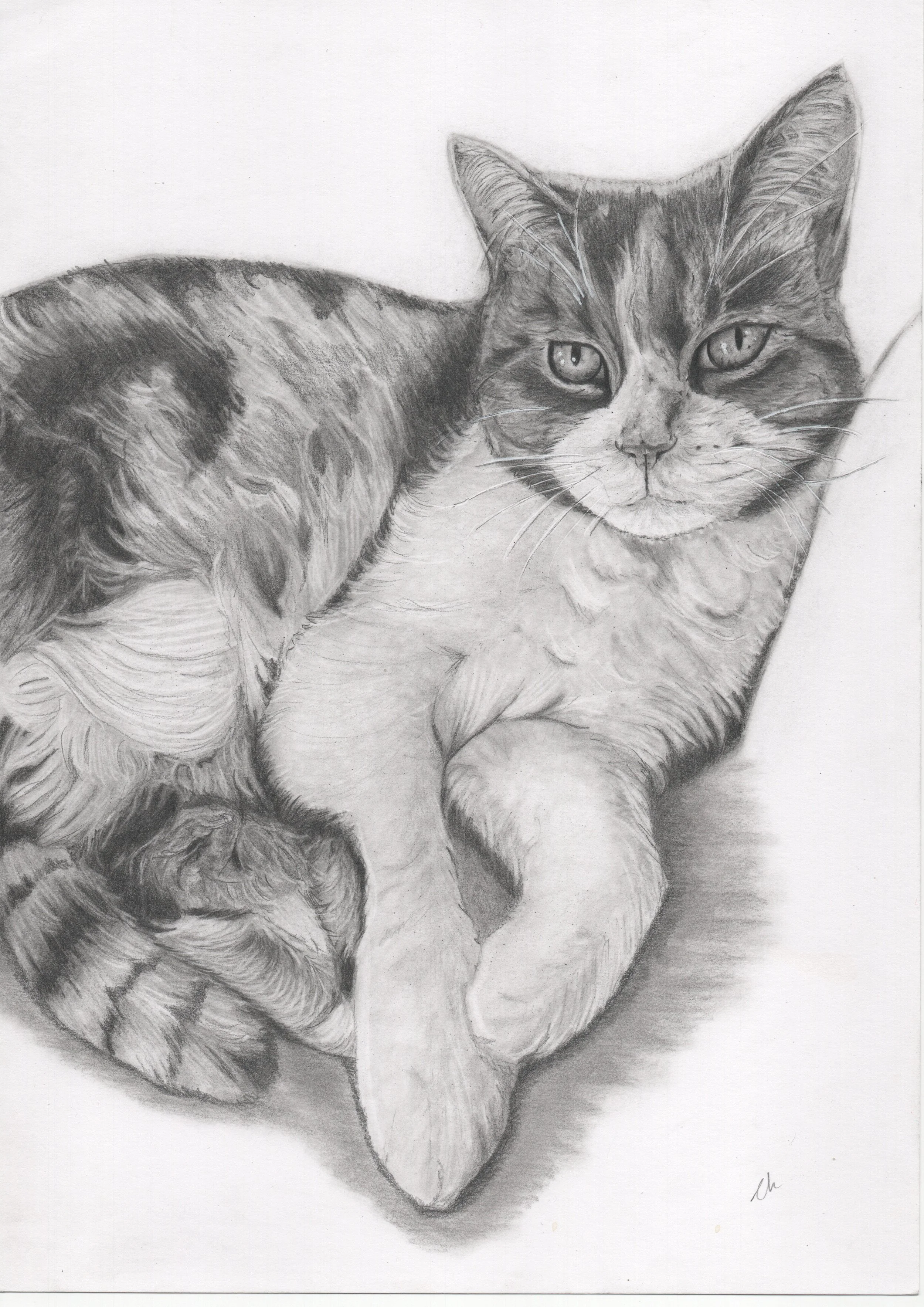 A detailed pencil drawing of a cat sitting with its body turned to the side and face looking at the viewer.