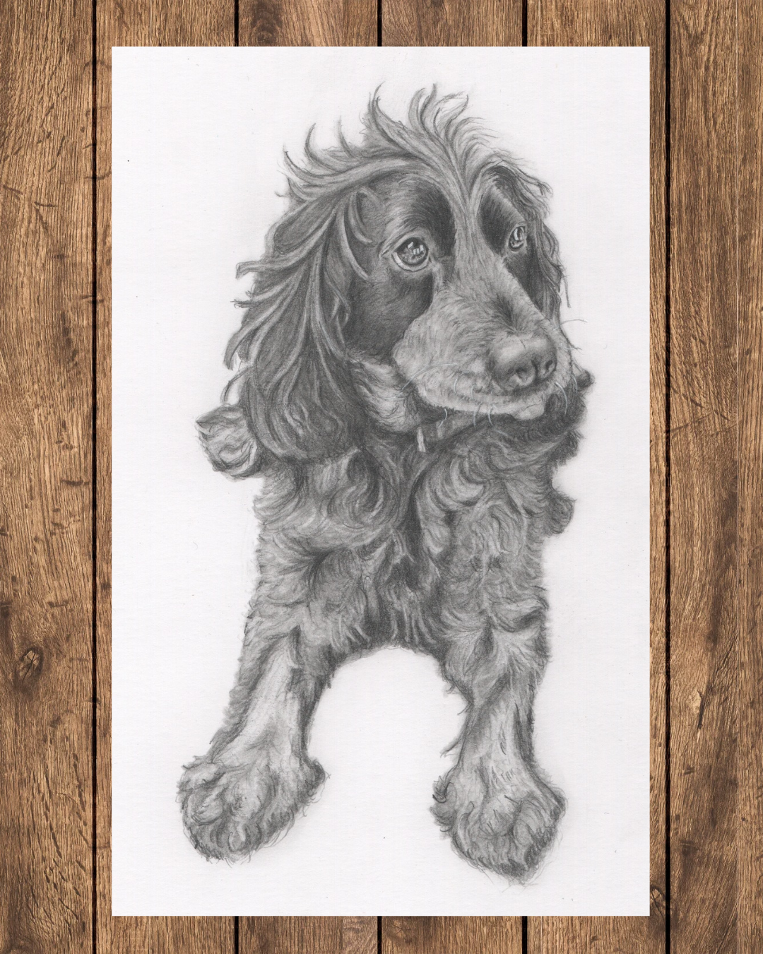 A realistic pencil drawing of a long-haired Cocker Spaniel, with expressive eyes, dangling ears, and a wavy coat, set against a white background.