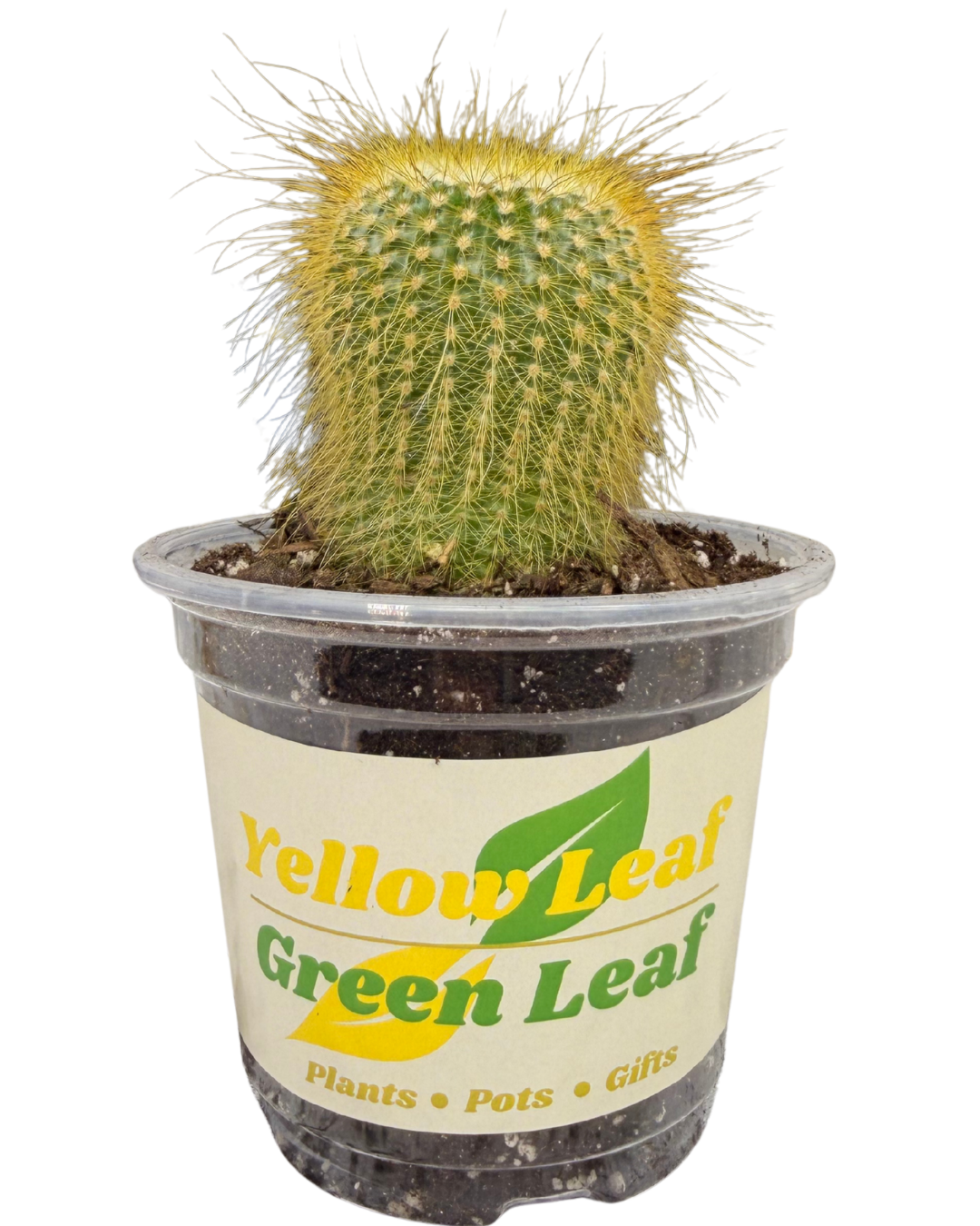 Scarlett Ball Cactus 1.png