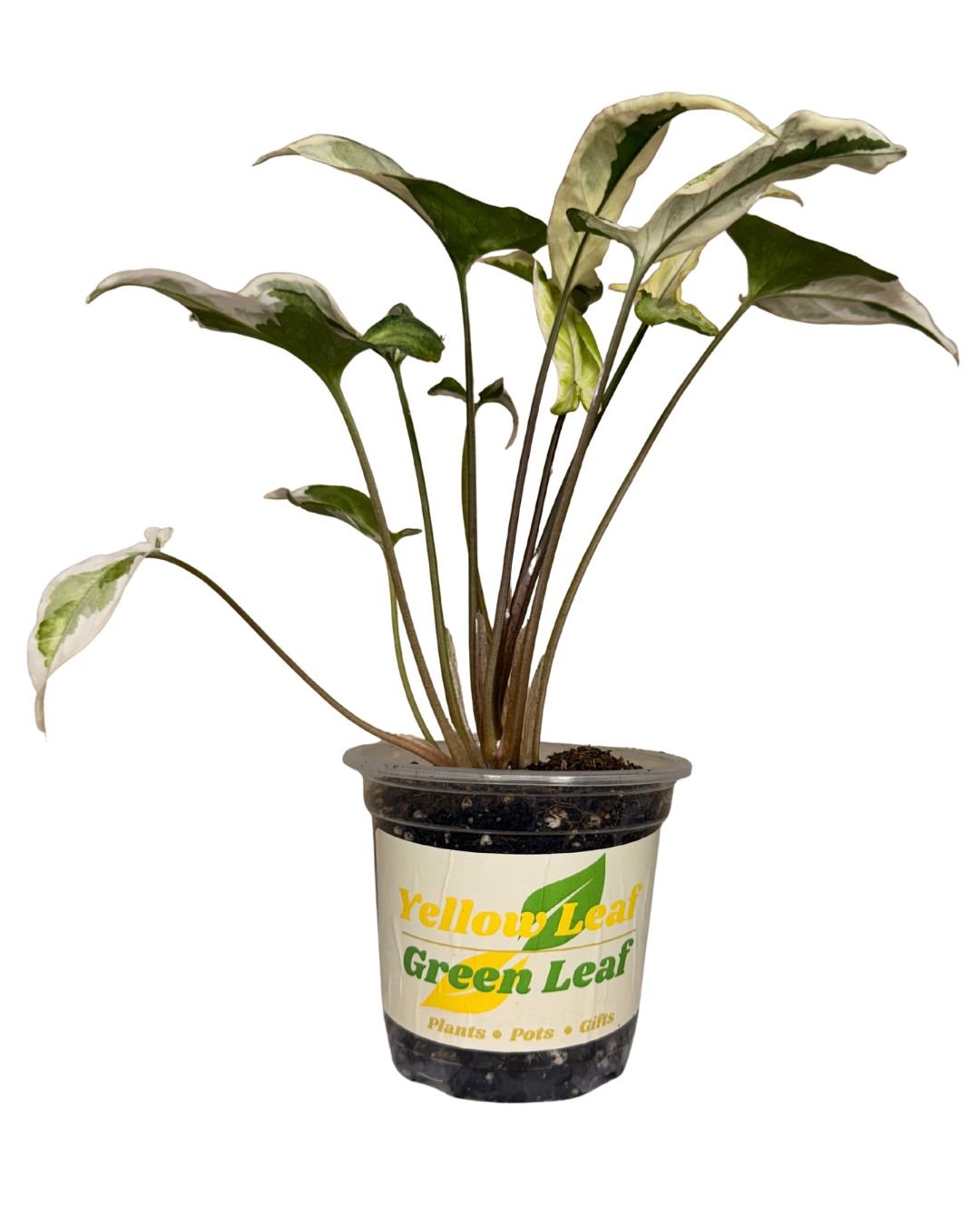 Varigated Syngonium 1.jpg