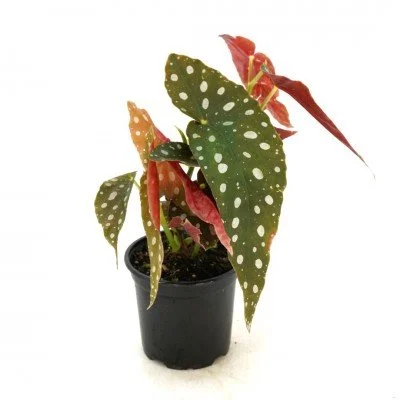 Begonia_maculata_Polka_dot_4in_(1)_400x400.jpg