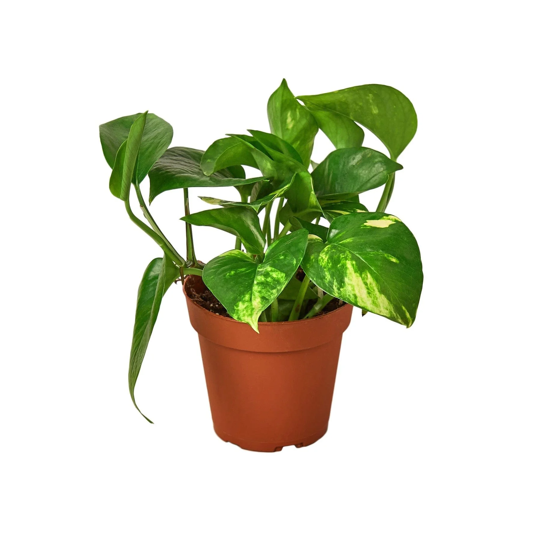 Golden Pothos (Epipremnum aureum)