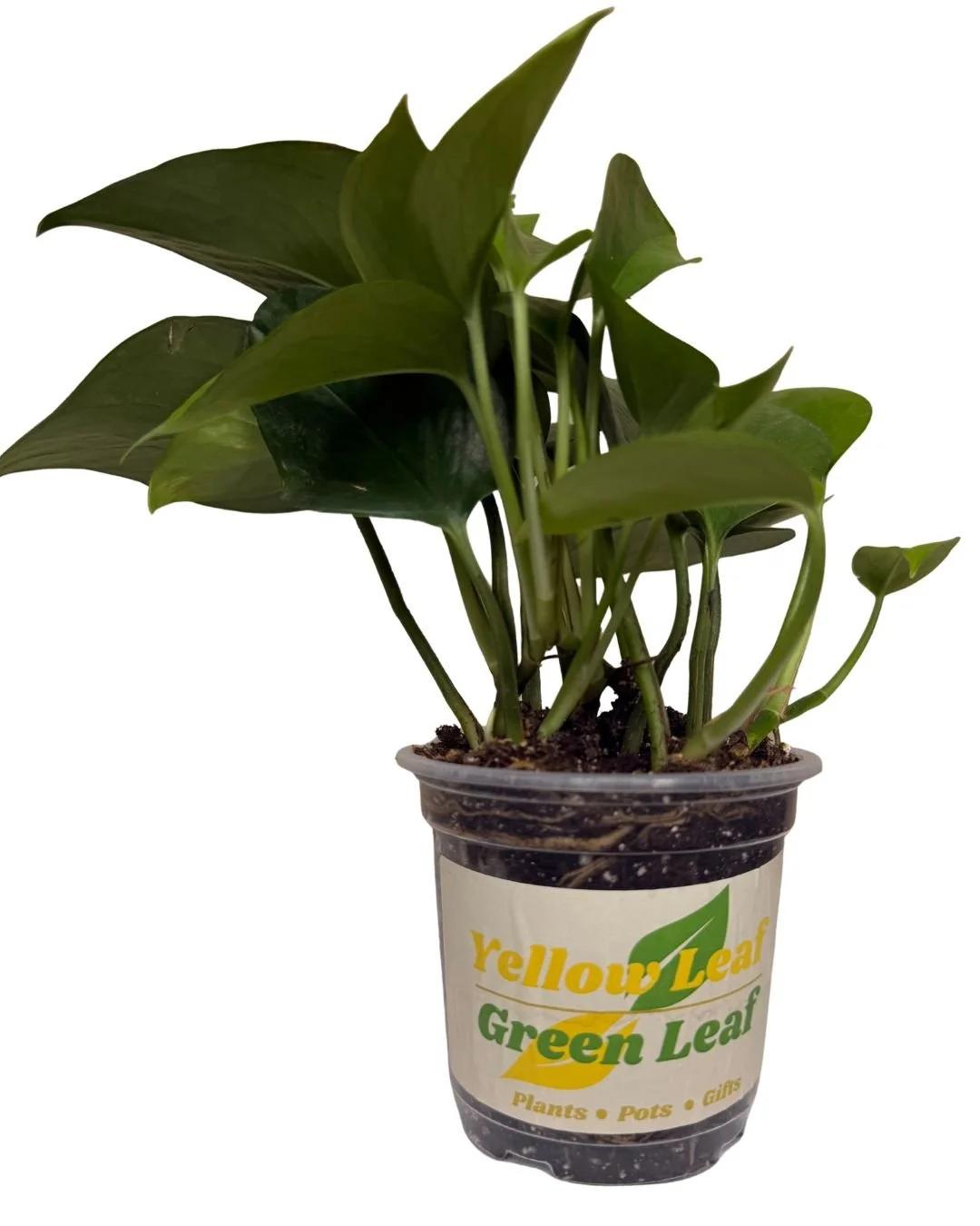 Epipremnum Aureum. 'Green Queen'