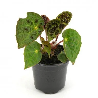 begonia_ferox_4in_(1)_400x400.jpg