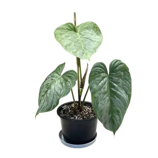 4" Philodendron Majestic