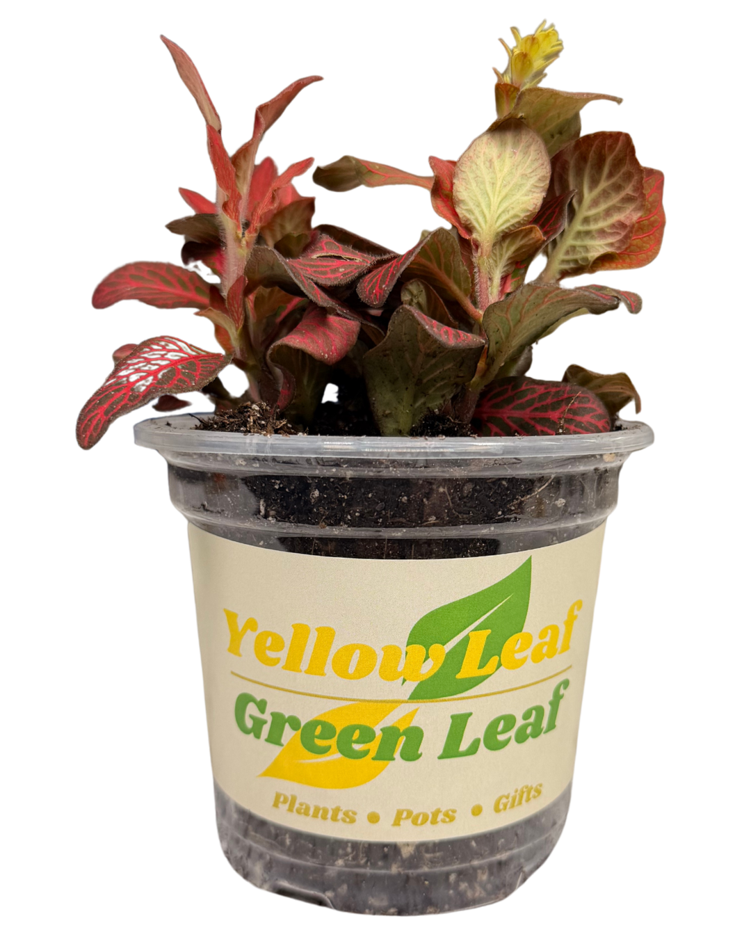 Red Nerve Plant 2.png