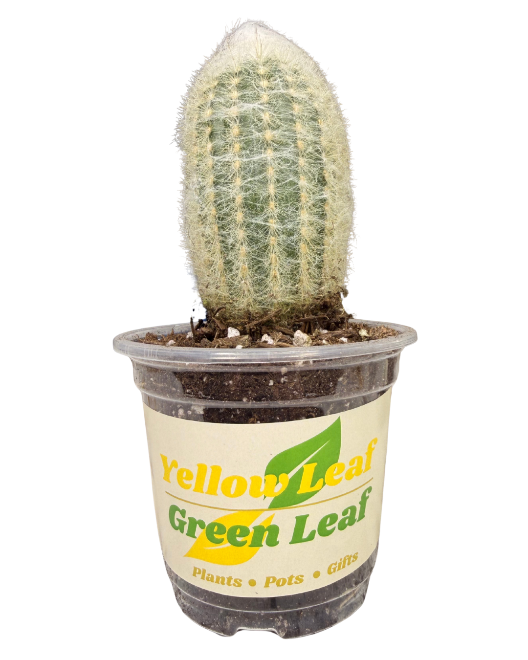 Old Man Cactus 1.png