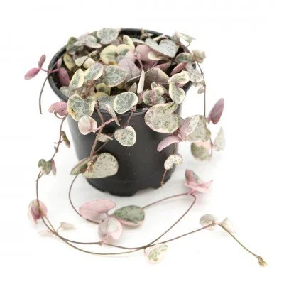 Ceropegia_woodii_variegated_4in_(1)_400x400.jpg