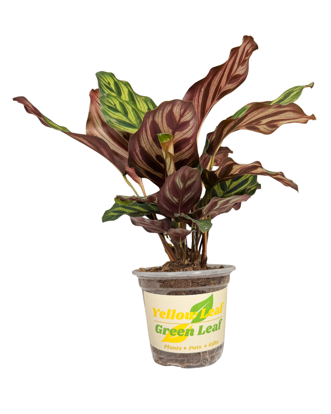 Peacock Plant 2.png