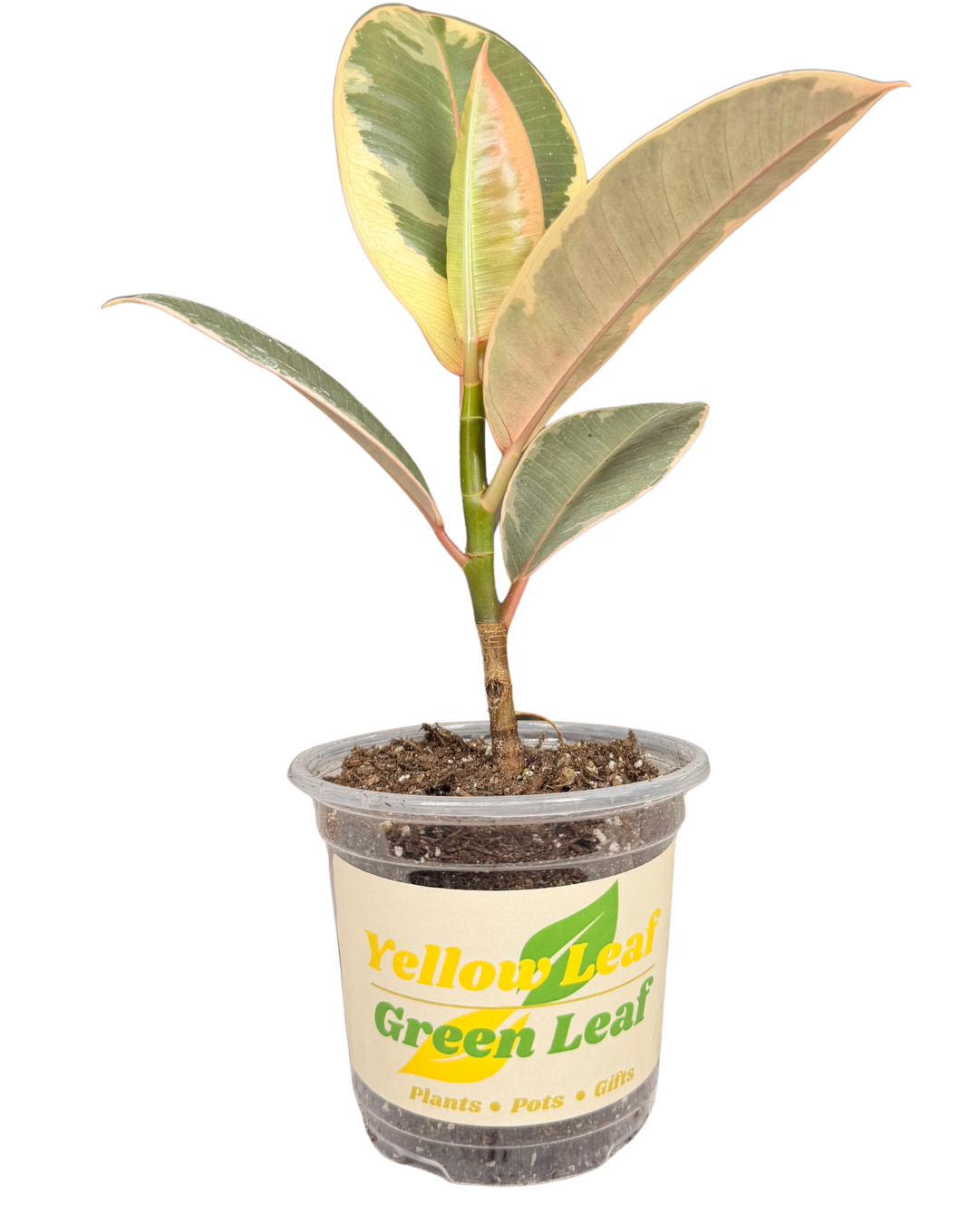 Rubber Plant 2.png
