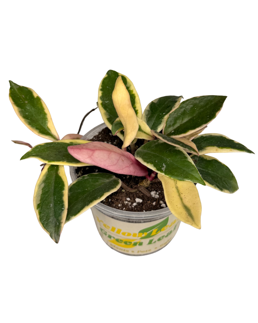 Hoya Carnosa 1.png