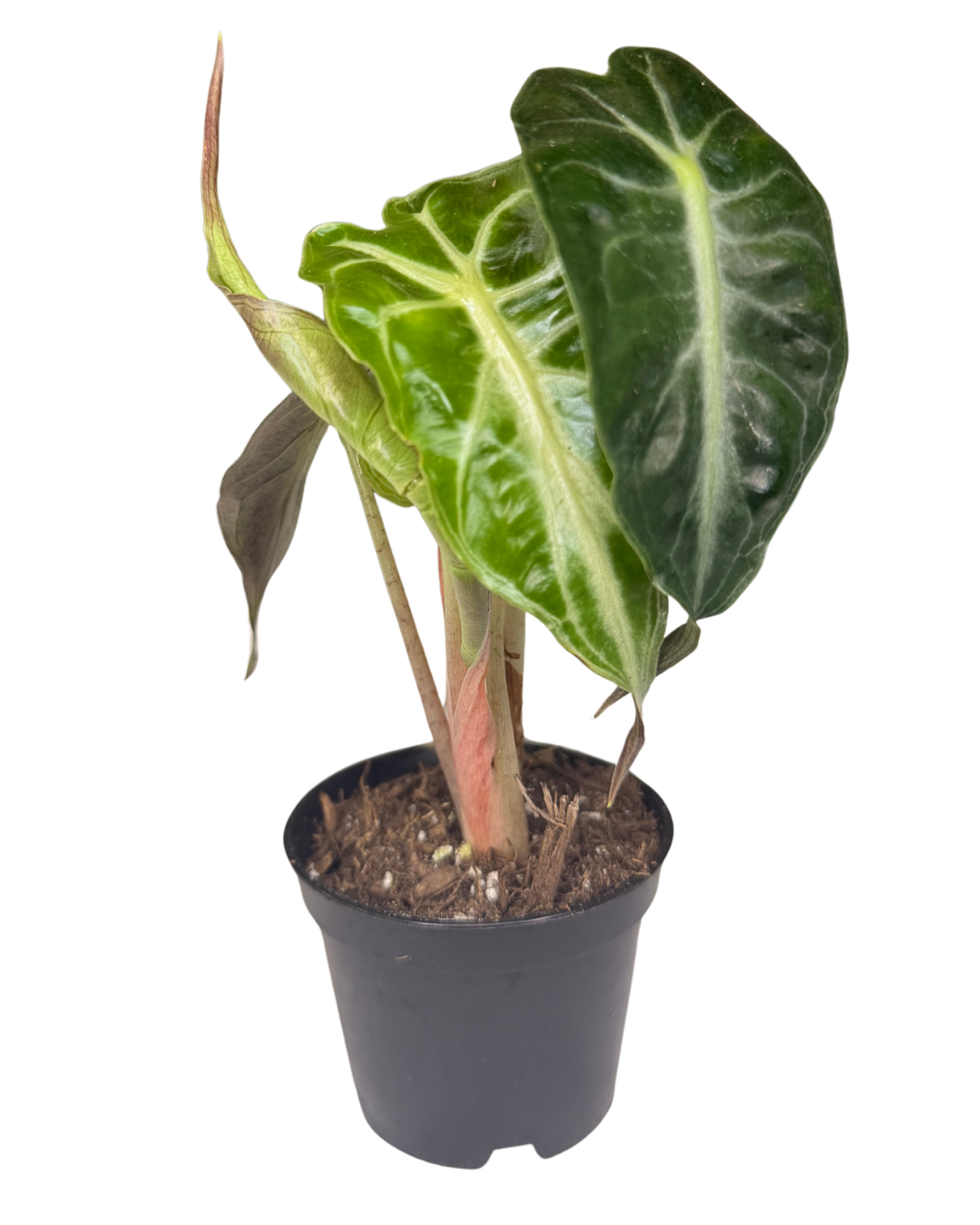 Alocasia 'Venom'