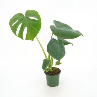 Monstera_deliciosa_4in_(1)_400x400.jpg