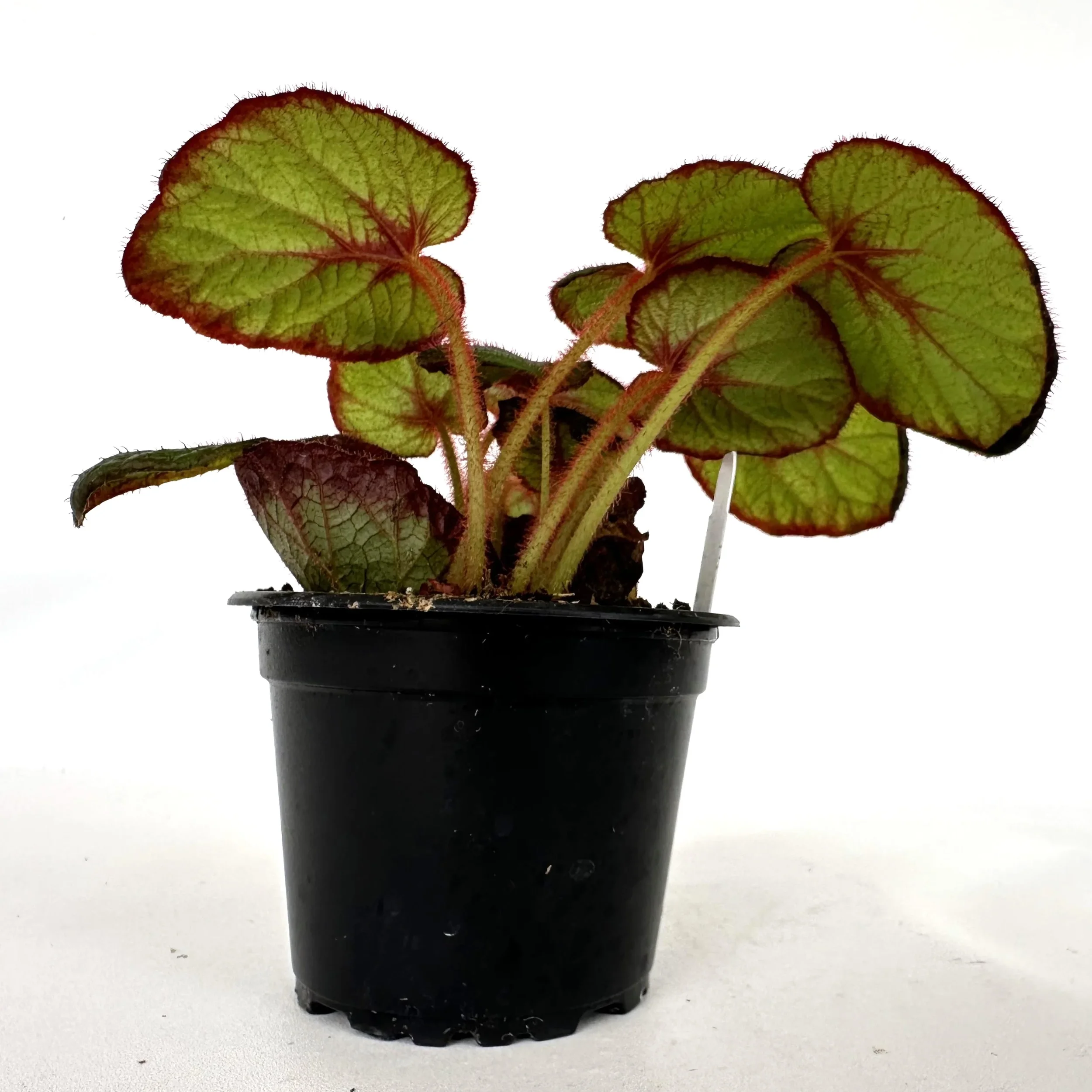 4" Curly Fireflush Begonia
