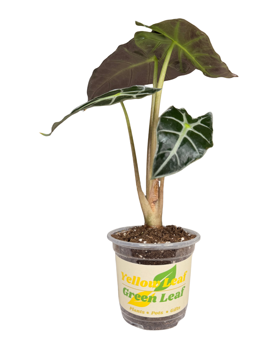 Alo. Polly 2.png