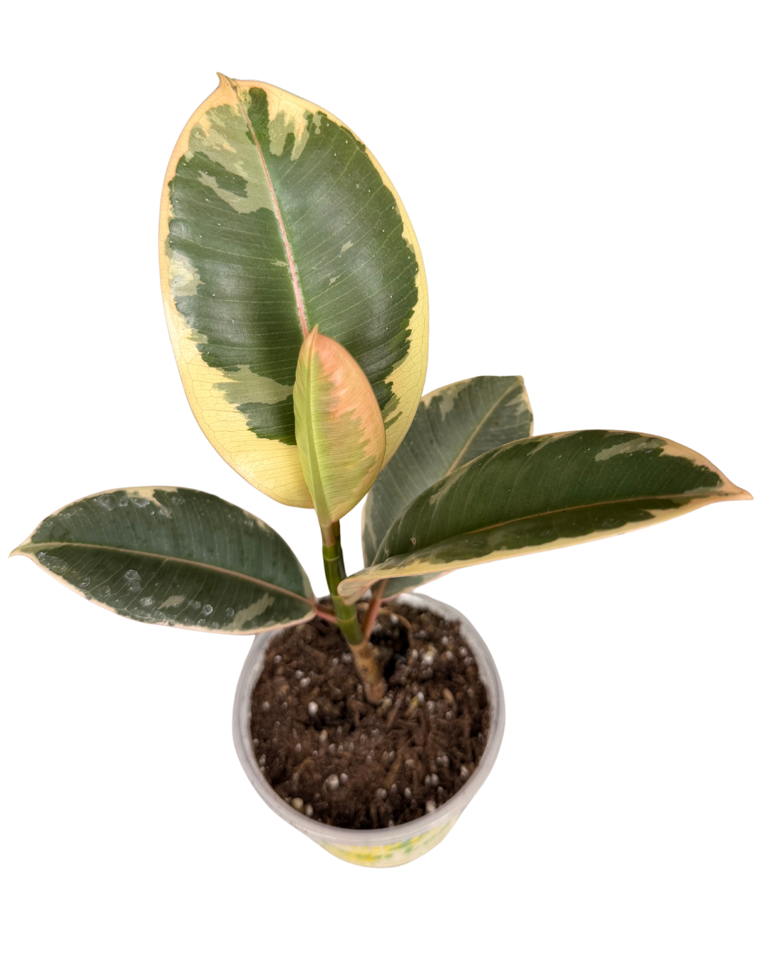 Rubber Plant 1.png