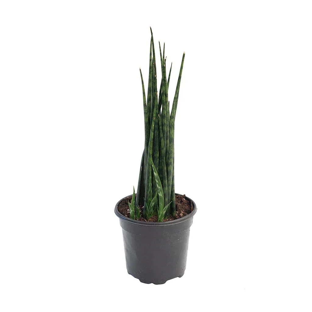 4" Mikado Snake Plant