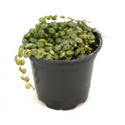 Peperomia_prostrata_4in_(1)_400x400.jpg