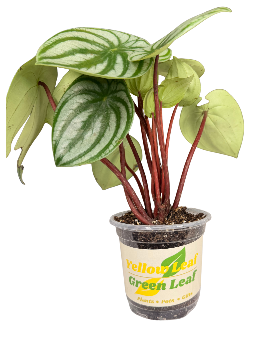 Peperomia Watermelon 2.png